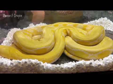 Видео: Reptilium осень 2023. Выставка РЕПТИЛИЙ в Москве | Гекконы, змеи, вараны и улитки.