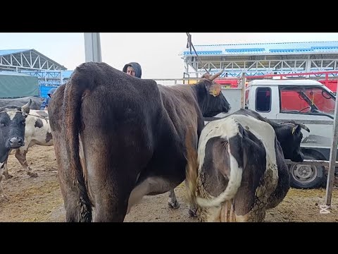 Видео: СААН УЙЛАР СОКУЛУК МАЛ БАЗАР 1-НОЯБРЬ 2025ж 