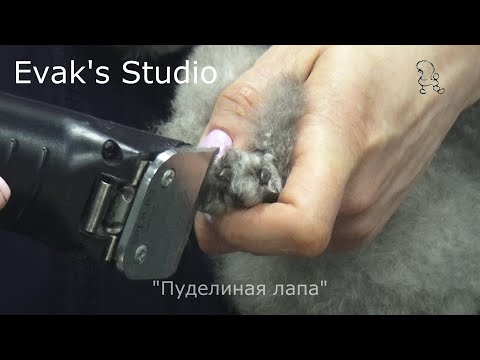 Видео: Факультатив!!! "Пуделиная лапа". Основные моменты исполнения.