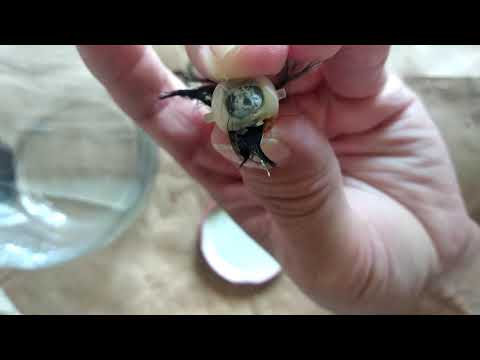 Видео: Интересные покупки 2 реснички для  Бигги.