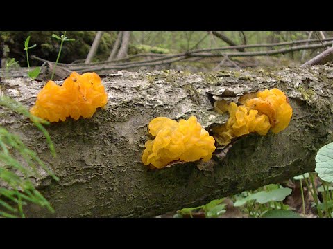 Видео: ГРИБ ДРОЖАЛКА ОРАНЖЕВАЯ,о котором мы не знаем.