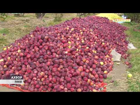 Видео: Ахбори Тоҷикистон ва ҷаҳон 13 11 2025