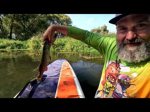 Видео: Северка на SUP от Мещерино 15092024