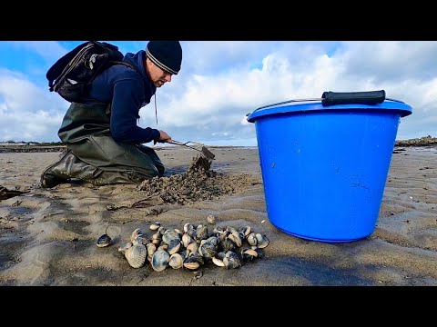 Видео: Гигантские моллюски-ракушки, питающиеся в прибрежных водах – восхитительные ракушки в соусе из бе...