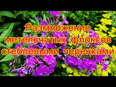 Видео: Размножение метельчатых флоксов стеблевыми черенками