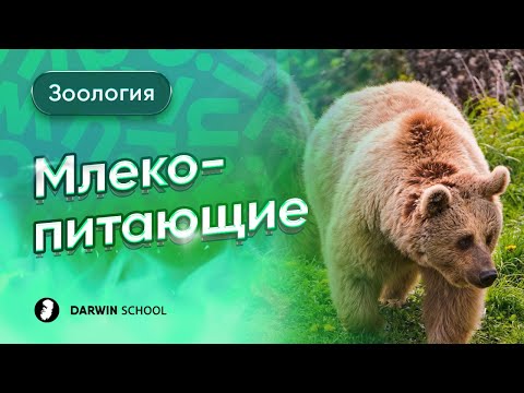 Видео: Тема №5: Млекопитающие