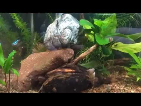 Видео: КУБ без фильтрации и аэрации - месяц спустя