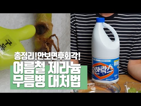 Видео: 4 способа избавления от полиомиелита, применяемых для лечения болезни герания в летнее время.