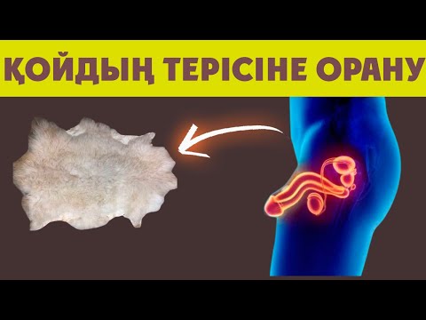Видео: ЖАҢА СОЙЫЛҒАН ҚОЙДЫҢ ТЕРІСІНЕ ЕРКЕКТІ ОРАУ