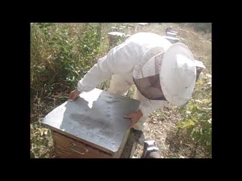 Видео: Среднерусские пчелы татарской популяции (итоги сезона).