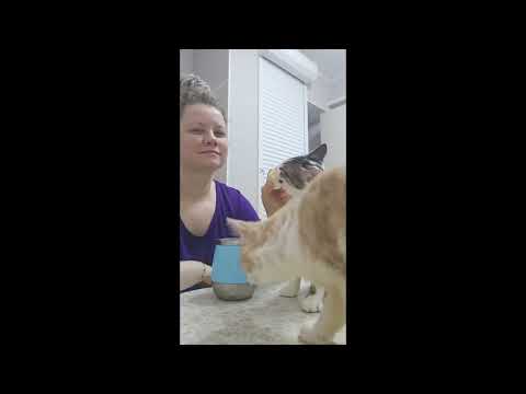 Видео: Кошки частного приюта в Смоленске. Часть 42