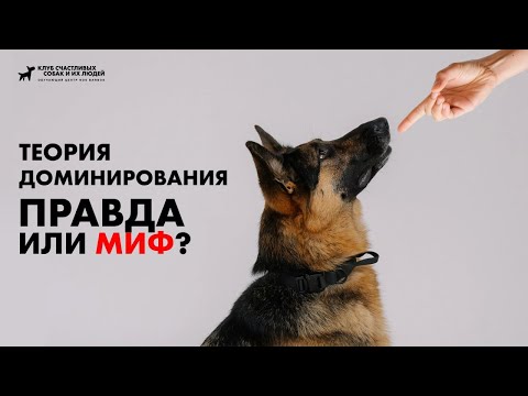 Видео: Теория доминирования: правда или миф?