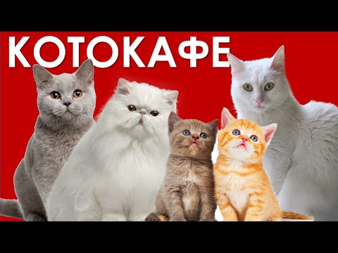 Видео: Котокафе "Котики и люди" - прекрасное место для общения с кошками!