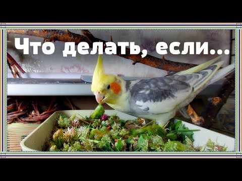 Видео: Влог | Если нет времени собирать зелень для попугая ежедневно.