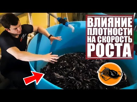 Видео: Влияние плотности посадки на скорость роста рыбы | УЗВ | CatFish |