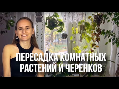 Видео: Пересадка комнатных растений | реанимация гнилых корней | перевожу клубни каладиума в спячку