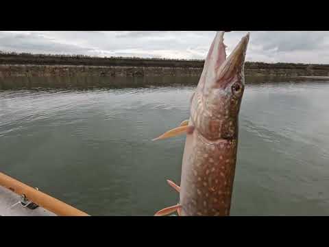 Видео: Дон. Осенний улов.