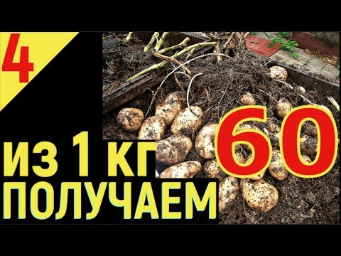 Видео: ВЫРАЩИВАНИЕ КАРТОФЕЛЯ от А  до Я Урожай картошки из 1 кг  получаем 60 кг  Часть 4