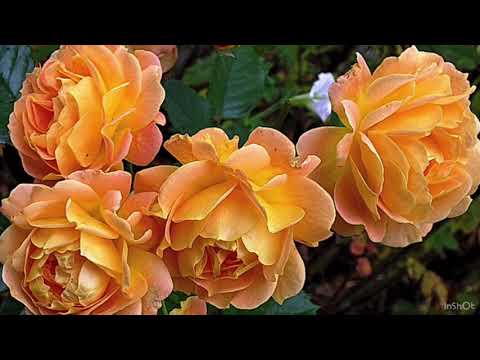 Видео: Самые красивые розы в оранжевых тонах ч.2