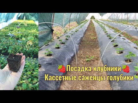 Видео: 🍓Заканчиваем и посадку и продажу клубники🍓 Какие саженцы предлагаем на ОСЕНЬ 2024 🌱🌱🌱‼️