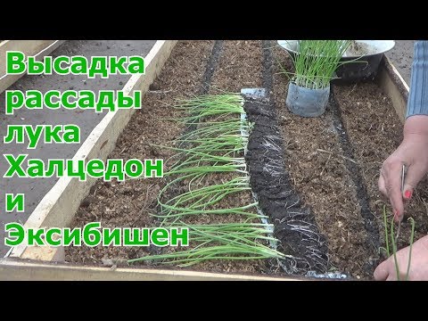 Видео: Лук репка за один сезон через рассаду из семян.  Высадка рассады в грунт лука Халцедон и Эксибишен