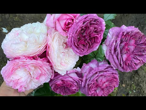 Видео: ЦВЕТЕНИЕ РОЗ 2025🌹❤️. ОСЕННИЙ ИЮНЬ🥶😅😎