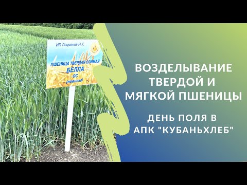 Видео: Возделывание твердой и мягкой пшеницы: День поля в АПК "Кубаньхлеб"