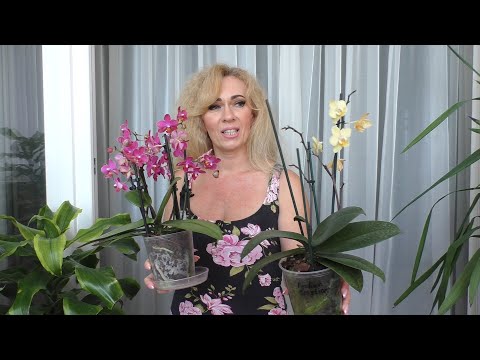 Видео: НОВАЯ ОРХИДЕЯ! УРА! Что я притащила из садового центра?