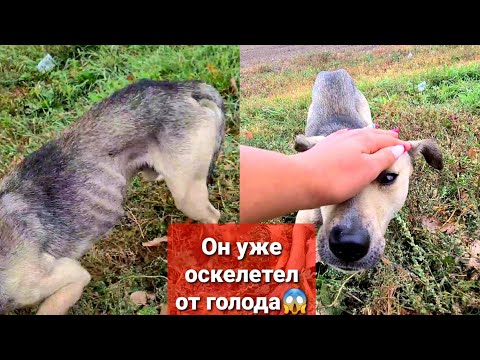 Видео: Местный "Хатико" которого бросили на трассе наконец дал себя погладить😱