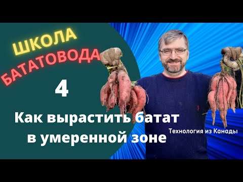 Видео: Выращивание батата Технология для умеренной зоны