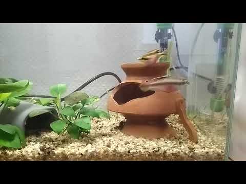 Видео: Личинка гурами в общем аквариуме.