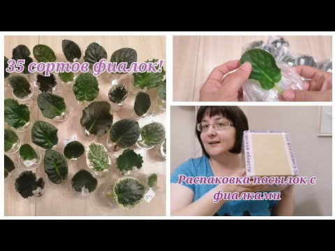 Видео: Распаковка посылок с фиалками 🌺🌺🌺 35 сортов 🌺🌺🌺