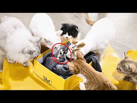 Видео: Я нашёл новорождённого котёнка, брошенного матерью, и дома моя кошка с любопытством смотрела на него
