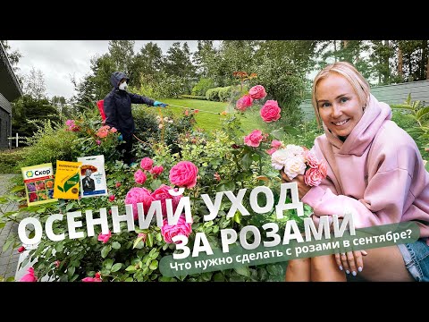 Видео: Осенний уход за розами. Что нужно сделать в сентябре?