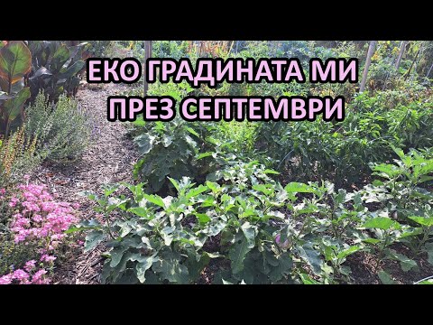 Видео: Еко градината ми без копане през септември / Tony's permaculture garden