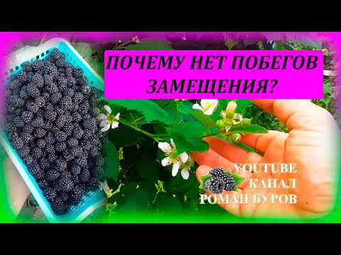 Видео: Шесть причин, почему нет побегов замещения на ЕЖЕВИКЕ или их мало и они слабые. Выращивание ежевики.