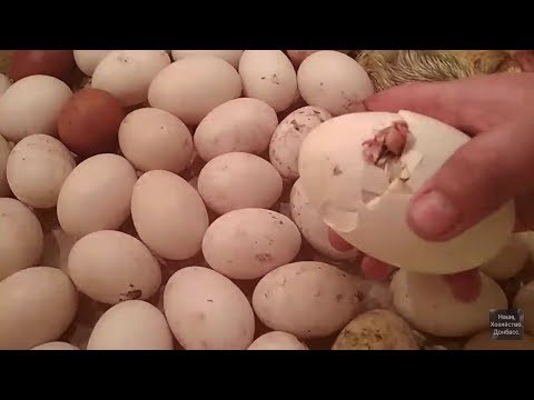 Видео: Проклев с острого конца. Как правильно помочь гусёнку.