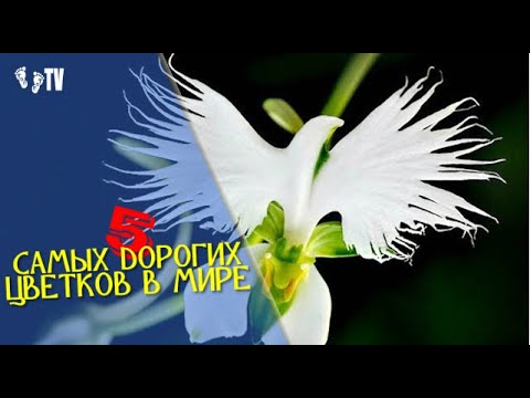 Видео: 5 САМЫХ ДОРОГИХ ЦВЕТКОВ В МИРЕ