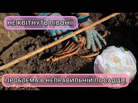 Видео: Як посадити півонію правильно. Розумна посадкова яма , для пишного цвітіння!