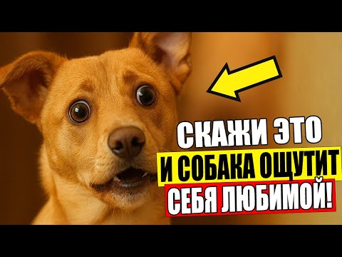Видео: 14 Слов, которые Дадут Вашей Собаке Понять, что Вы Её ЛЮБИТЕ!