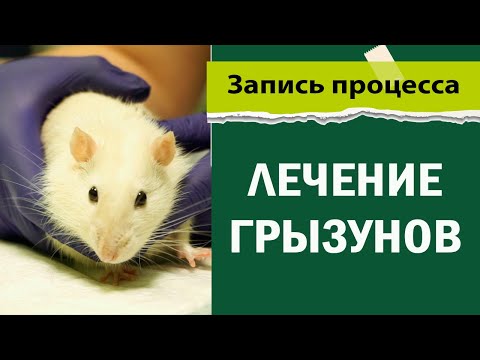 Видео: Лечение грызунов