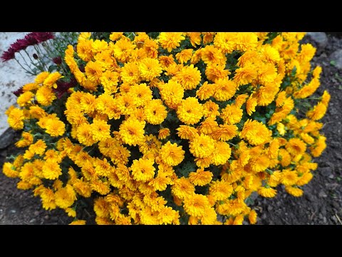 Видео: @Як зробить свій двір квітучим?