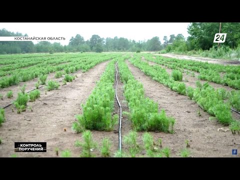 Видео: Как восстанавливают лес после пожара в Аулиеколе | Контроль поручений