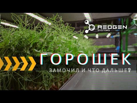 Видео: Микрозелень горох / Гидро Аэропоника /Бизнес микрозелень