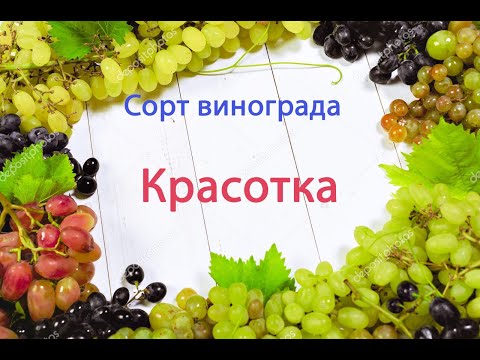 Видео: Виноград Красотка