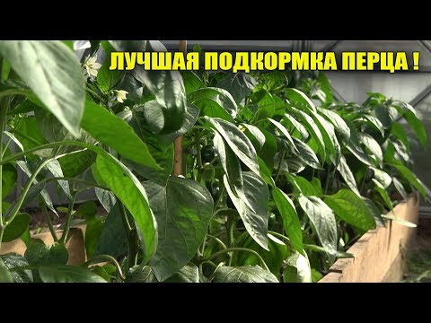 Видео: В 10 РАЗ БОЛЬШЕ ПЕРЦА С  КУСТА ПОСЛЕ ЭТОЙ ПОДКОРМКИ!