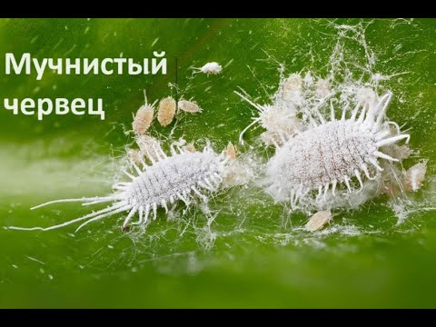 Видео: МУЧНИСТЫЙ ЧЕРВЕЦ и ЩИТОВКА, методы борьбы, ПРЕПАРАТЫ.