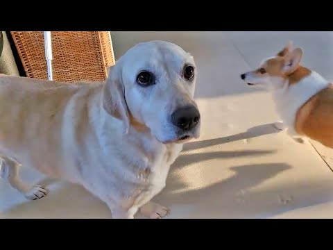 Видео: Странное поведение собак из-за того, что хозяев нет дома 7 дней