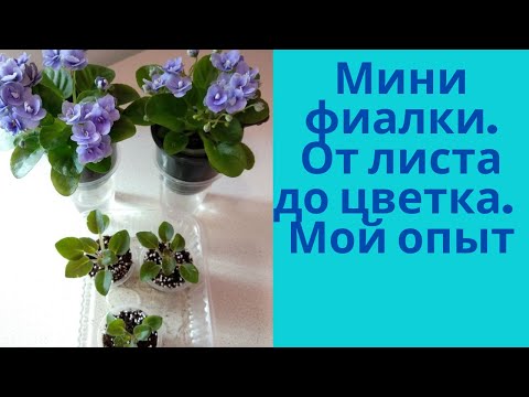 Видео: Фиалки. Моя мини коллекция. Как правильно отсадить деток.