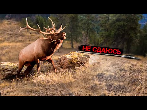 Видео: Невероятная охота на элка с луком: Последний шанс сезона!